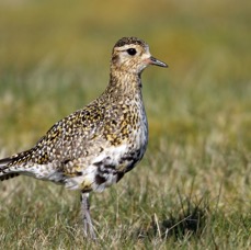 PLOVER GOLDEN  SWALEDALE...JPG