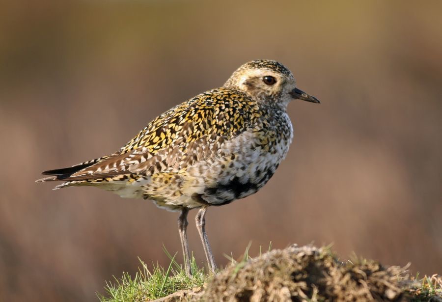 PLOVER.  GOLDEN  SWALEDALE..JPG