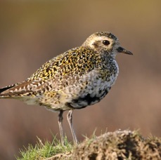 PLOVER.  GOLDEN  SWALEDALE..JPG