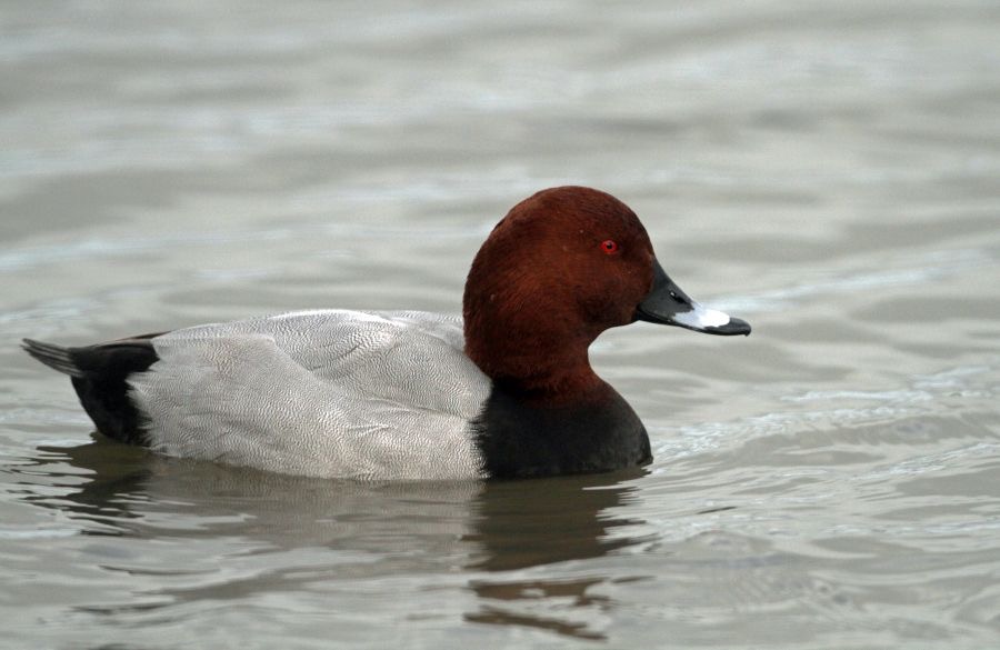 POCHARD  SLIMBRIDGE  male.jpg