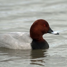 POCHARD  SLIMBRIDGE  male.jpg