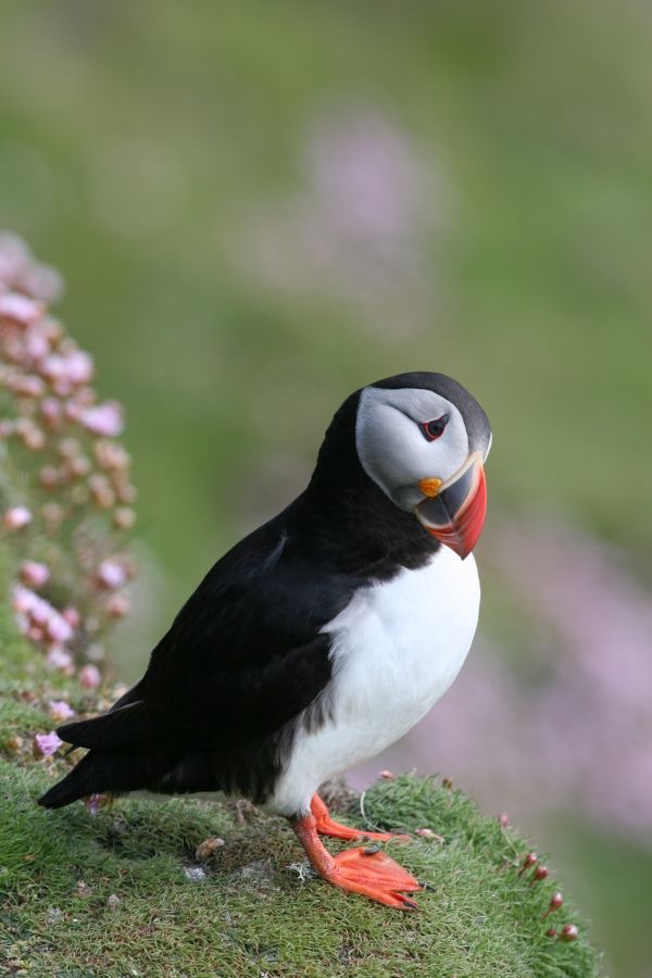 PUFFIN   SHETLANDS ...jpg