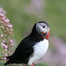 PUFFIN   SHETLANDS ...jpg