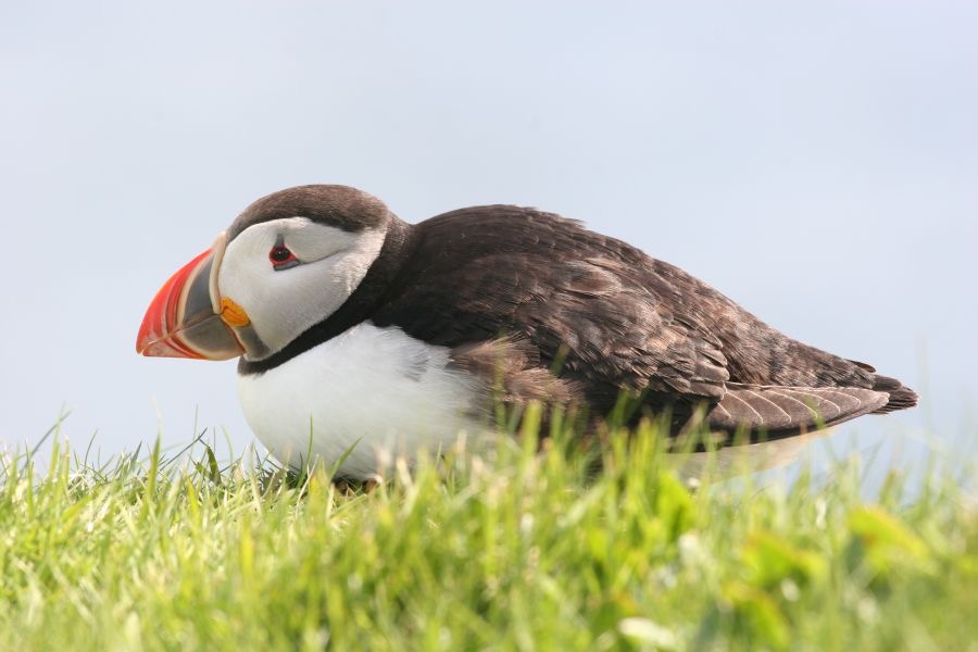 PUFFIN   SHETLANDS.jpg