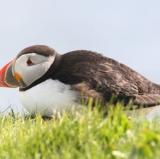 PUFFIN   SHETLANDS.jpg