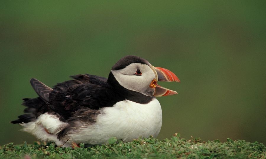 PUFFIN  calling.  SHETLANDS.JPG