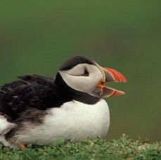 PUFFIN  calling.  SHETLANDS.JPG