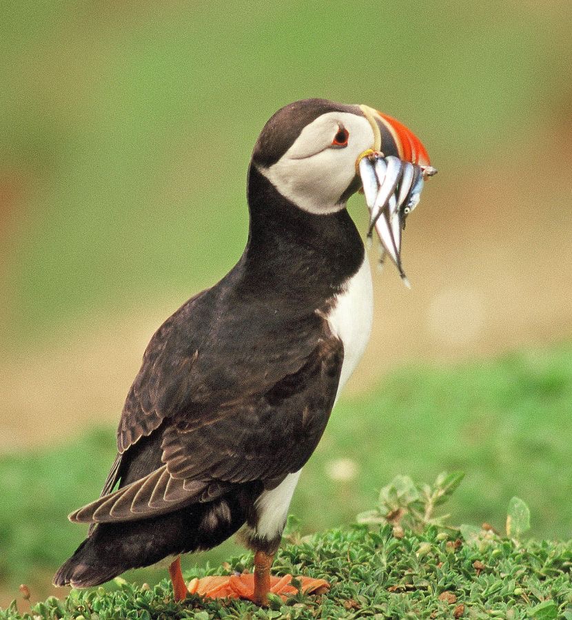 PUFFIN  with Sandeels.  SHETLANDS.JPG