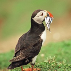 PUFFIN  with Sandeels.  SHETLANDS.JPG