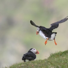 PUFFINS  one taking to flight.  SHETLANDS.jpg