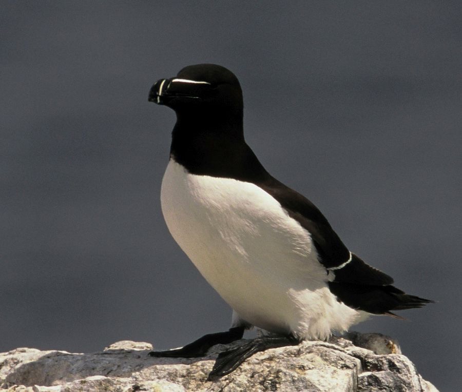 RAZORBILL..   FARNES...jpg