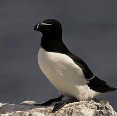 RAZORBILL..   FARNES...jpg