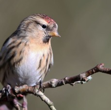 REDPOLL female  BLASHFORD.JPG
