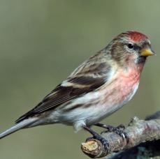 REDPOLL male  BLASHFORD.JPG