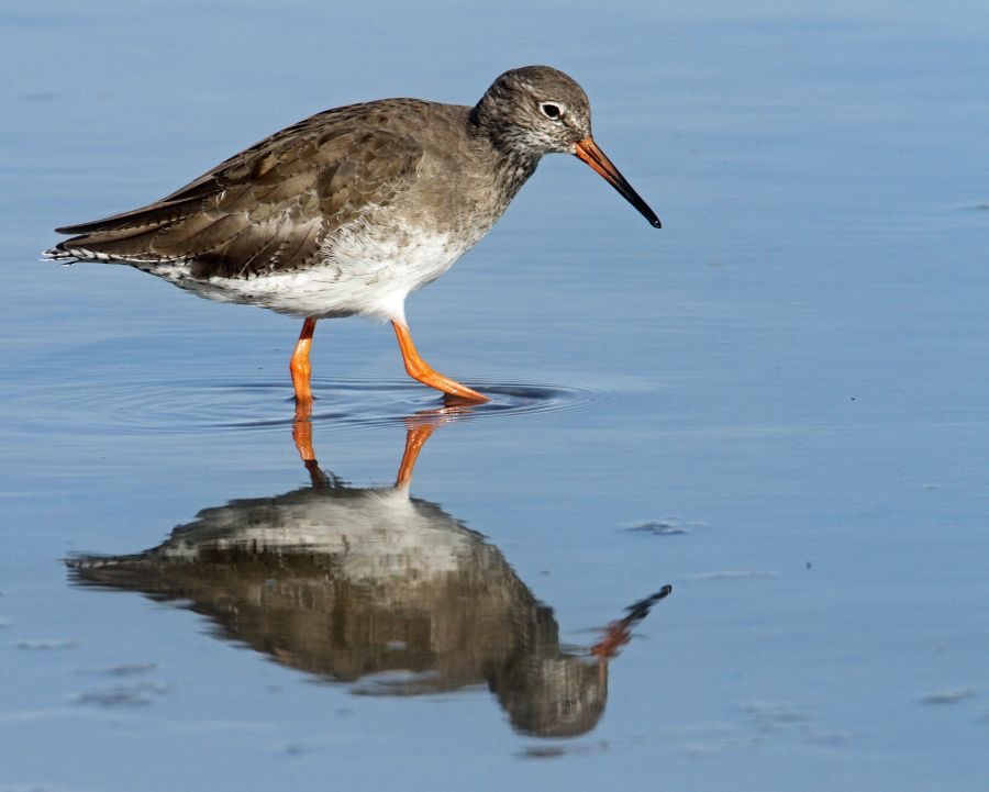REDSHANK  COMMON  BROWNSEA.JPG