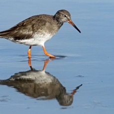 REDSHANK  COMMON  BROWNSEA.JPG