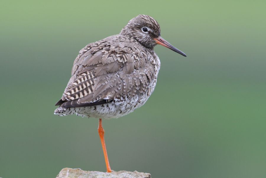 REDSHANK  COMMON SWALEDALE.JPG