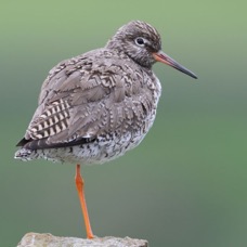 REDSHANK  COMMON SWALEDALE.JPG