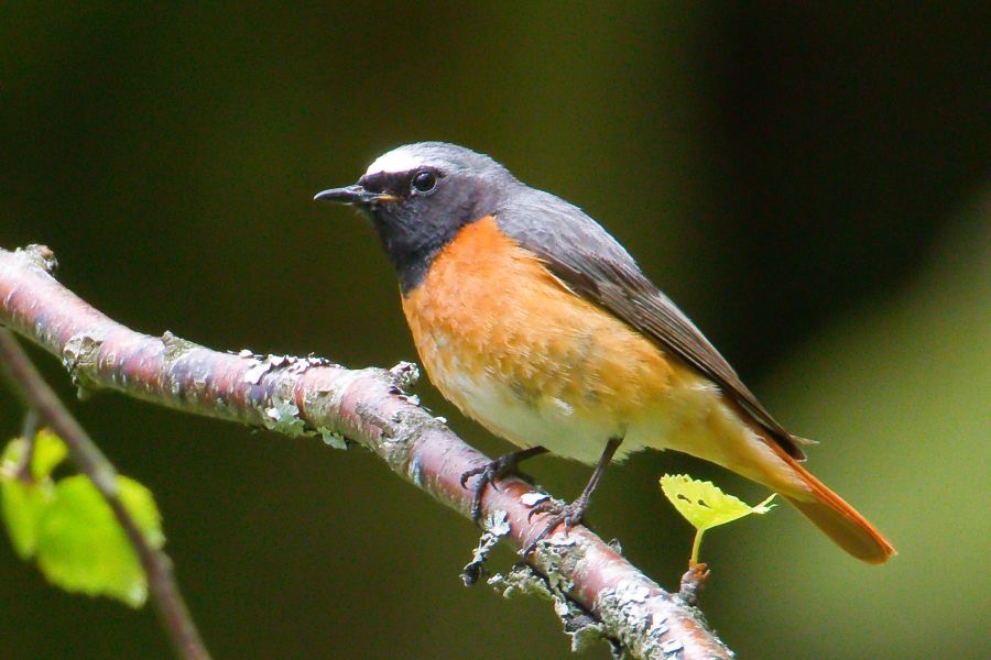 REDSTART  SCOTLAND.JPG