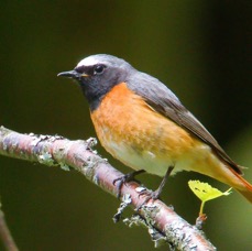 REDSTART  SCOTLAND.JPG