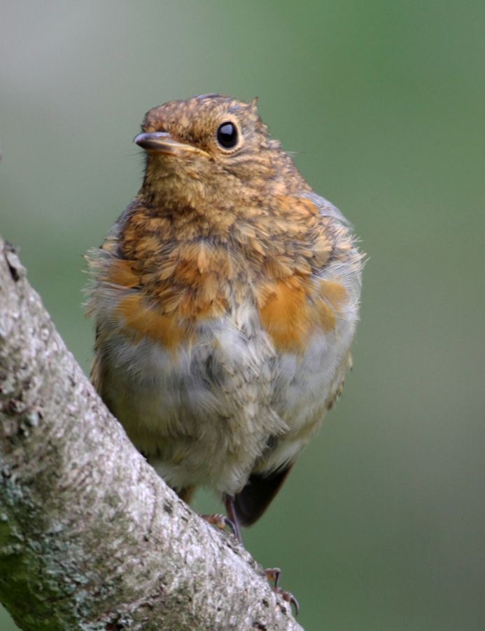 ROBIN         DALBY FOREST  juvenile.jpg