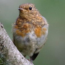 ROBIN         DALBY FOREST  juvenile.jpg