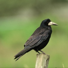 ROOK                 N-LAND.JPG