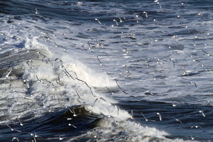 SEABIRDS  BEMPTON...JPG