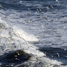 SEABIRDS  BEMPTON...JPG