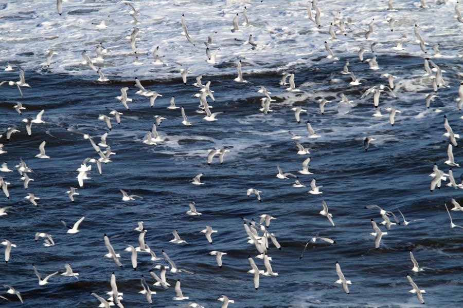 SEABIRDS  BEMPTON.JPG