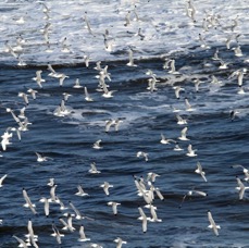 SEABIRDS  BEMPTON.JPG