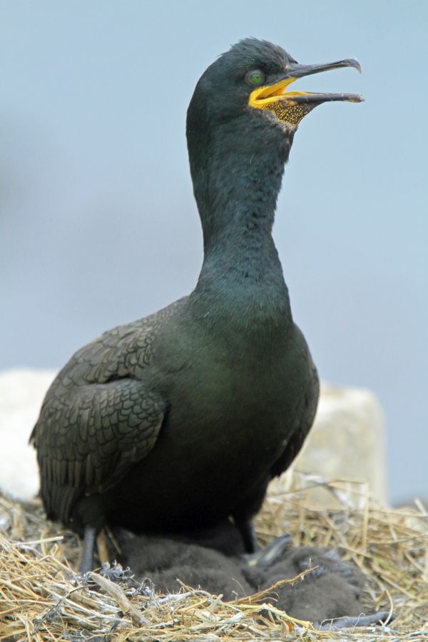 SHAG  GREEN    FARNES.JPG