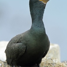 SHAG  GREEN    FARNES.JPG