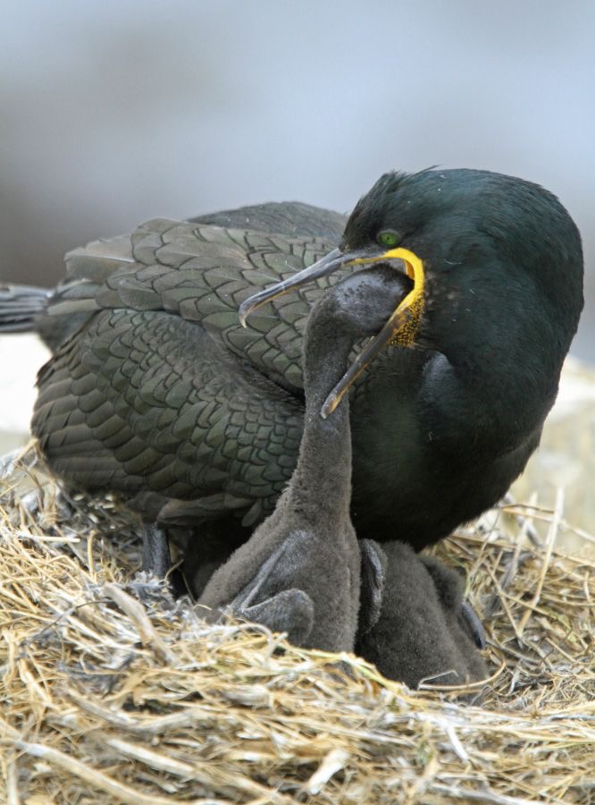SHAG.  GREEN with young FARNES..JPG