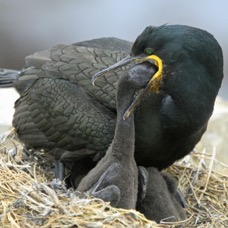 SHAG.  GREEN with young FARNES..JPG