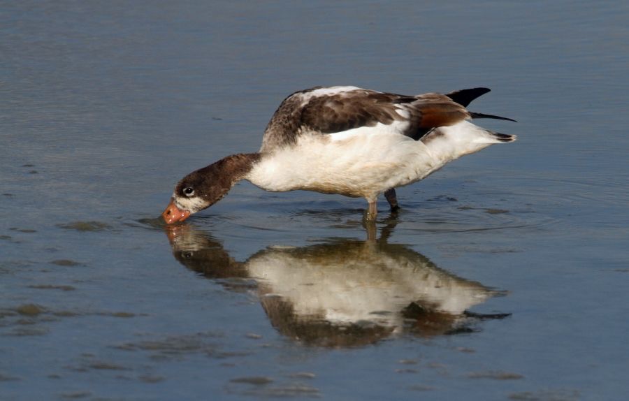 SHELDUCK  juvenile    BROWNSEA.JPG