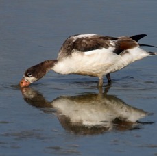 SHELDUCK  juvenile    BROWNSEA.JPG