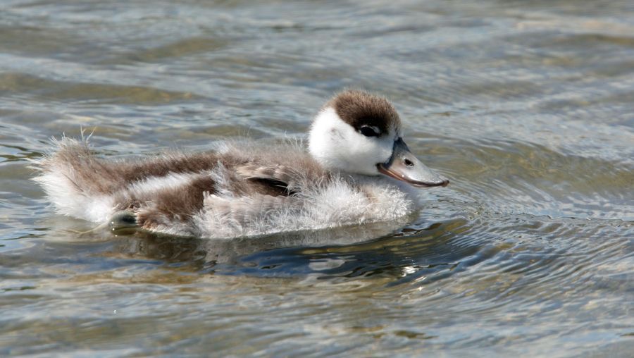 SHELDUCK duckling BROWNSEA.JPG