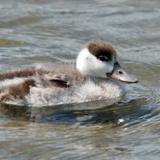 SHELDUCK duckling BROWNSEA.JPG
