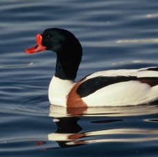 SHELDUCK.male. MARTIN MERE..JPG