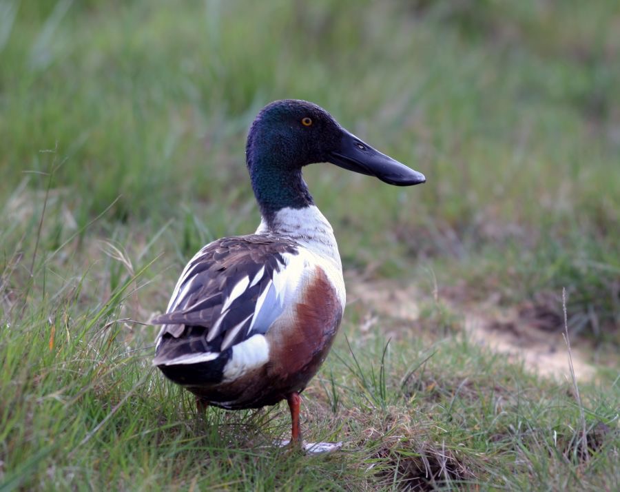 SHOVELER   male  BROWNSEA.JPG