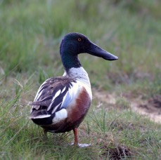 SHOVELER   male  BROWNSEA.JPG