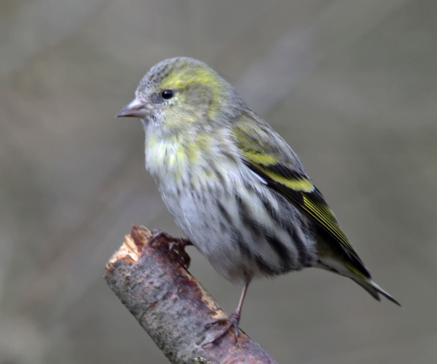 SISKIN   female  BLASHFORD.JPG