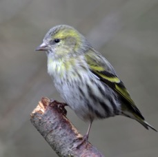 SISKIN   female  BLASHFORD.JPG