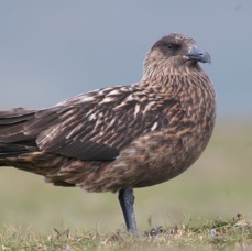 SKUA  GREAT   SHETLANDS.jpg