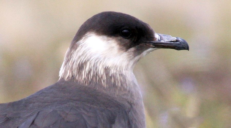SKUA. ARCTIC  pale phase SHETLANDS.jpg