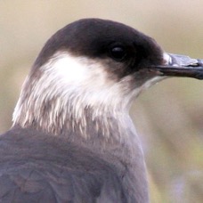 SKUA. ARCTIC  pale phase SHETLANDS.jpg