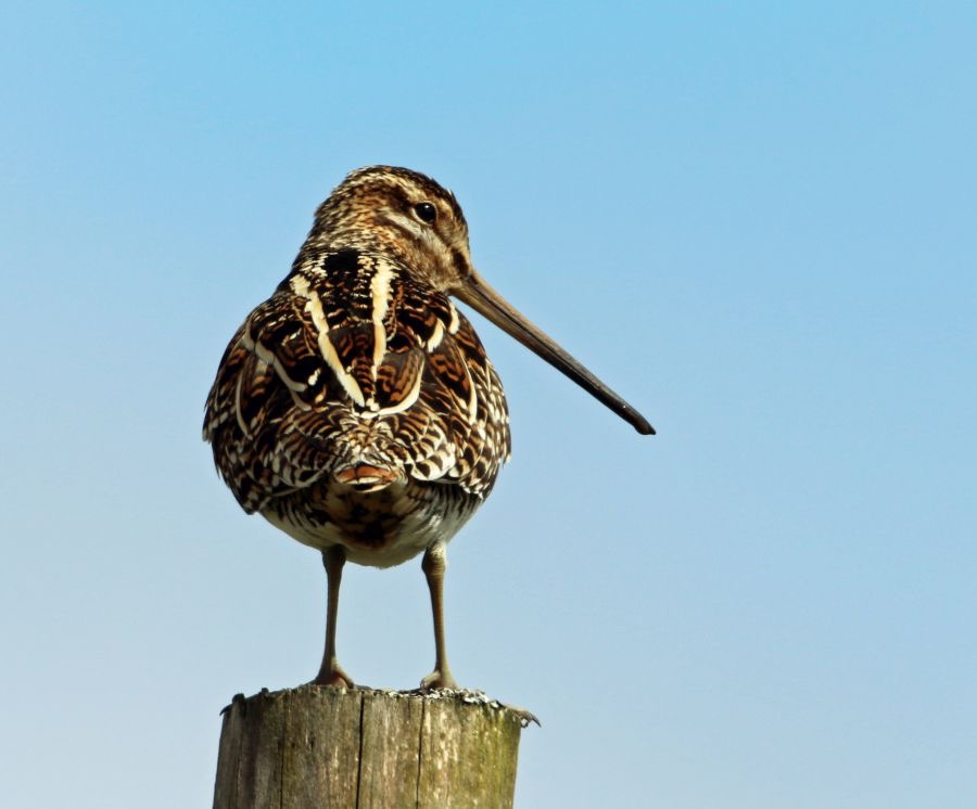 SNIPE.     TEESDALE..jpg