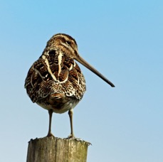 SNIPE.     TEESDALE..jpg