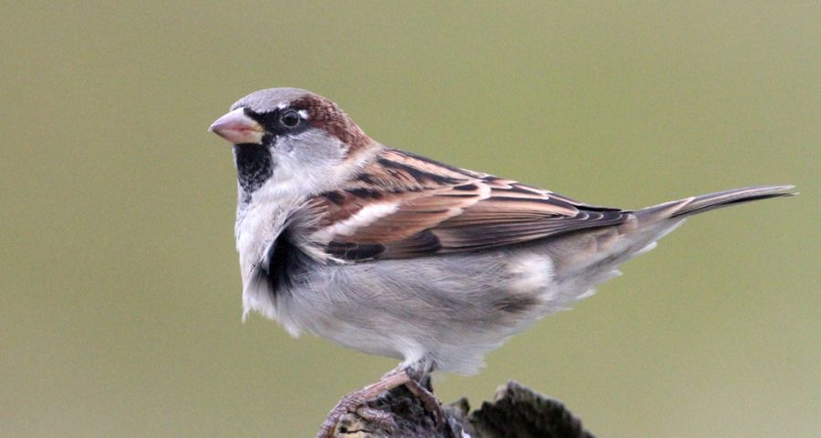 SPARROW  HOUSE  male      SCOTLAND.jpg